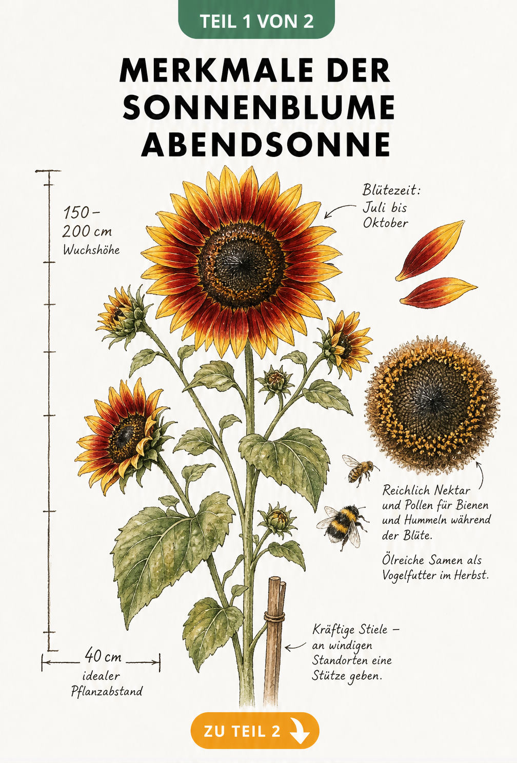 Botanische Illustration der Sonnenblume Abendsonne mit Maßskala für Wuchshöhe und Pflanzabstand sowie Details zu Blütezeit und ökologischem Nutzen