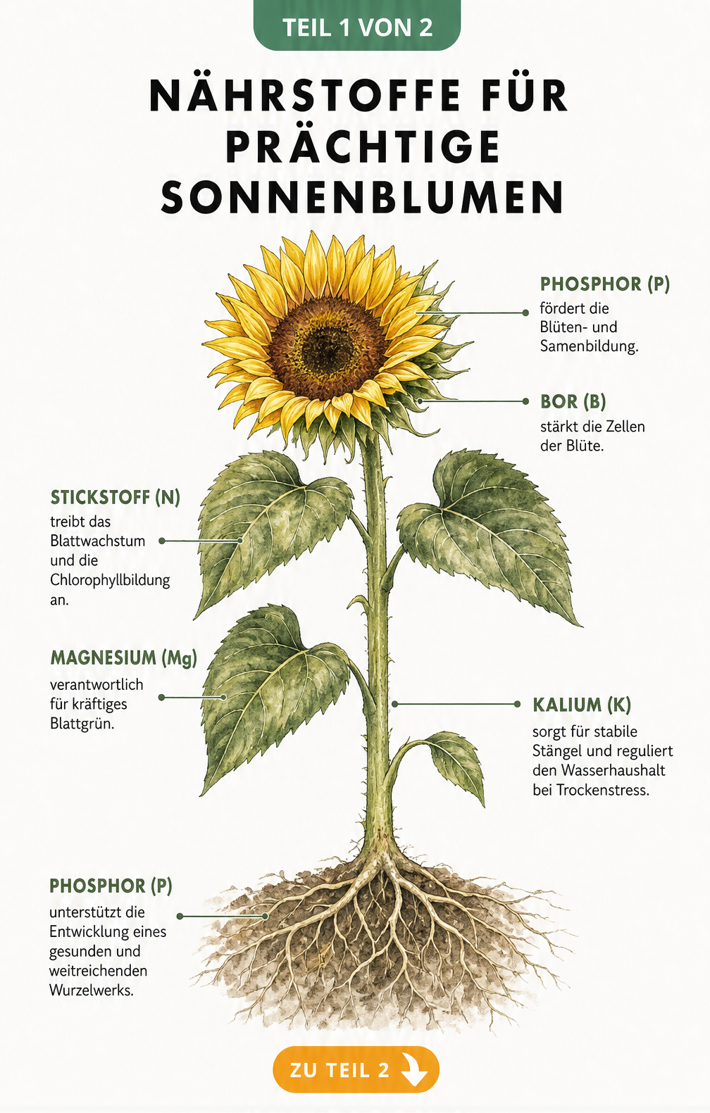 Botanische Illustration einer Sonnenblume mit Erklärung der Nährstoffe Phosphor, Bor, Stickstoff, Magnesium und Kalium an Blüte, Blatt, Stiel und Wurzel
