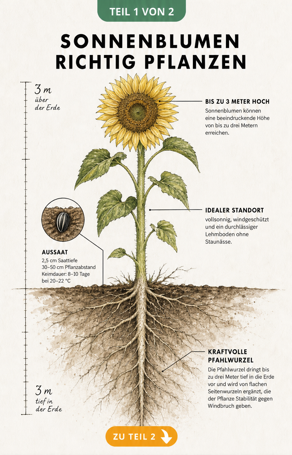 Querschnitt einer Sonnenblume mit Darstellung von Wurzeln, Wuchshöhe, Pflanzabstand und Standortbedingungen