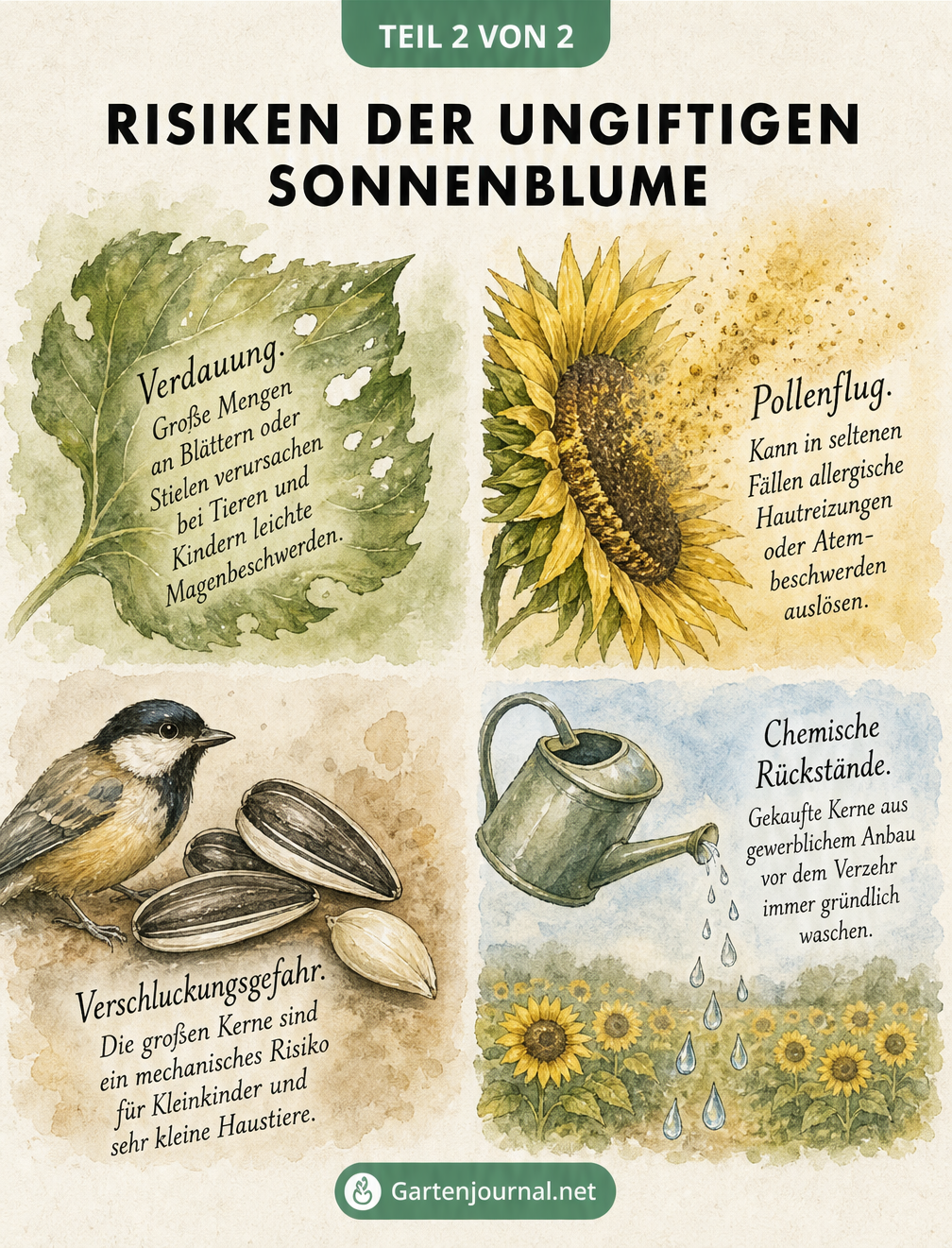 Illustration der Risiken von Sonnenblumen: Verdauungsbeschwerden durch Blätter, Pollenallergie, Verschluckungsgefahr bei Kernen und chemische Rückstände