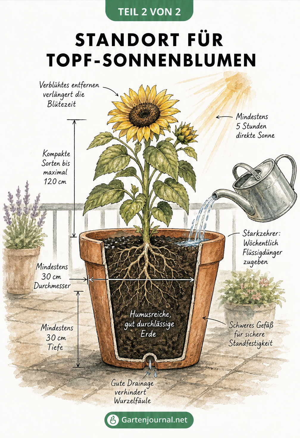 Aquarell-Illustration einer kompakten Sonnenblume im Terrakotta-Topf mit Pflegehinweisen