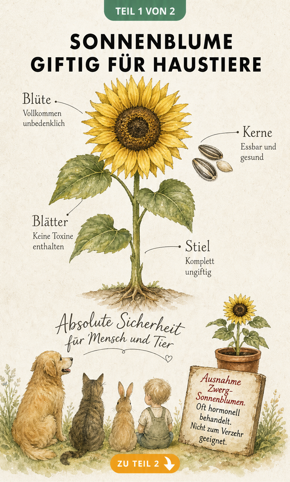 Botanische Illustration einer Sonnenblume mit Hinweisen zur Ungiftigkeit von Blüte, Kernen, Blättern und Stiel für Mensch und Tier