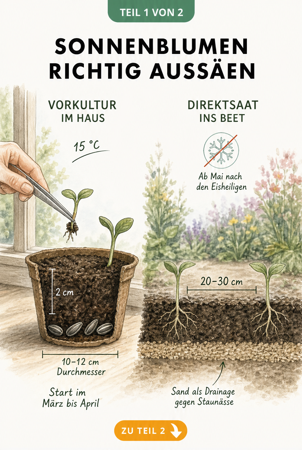 Illustration zur Aussaat von Sonnenblumen: Vergleich zwischen Vorkultur im Haus und Direktsaat ins Beet mit Pflanzabstand und Saattiefe.
