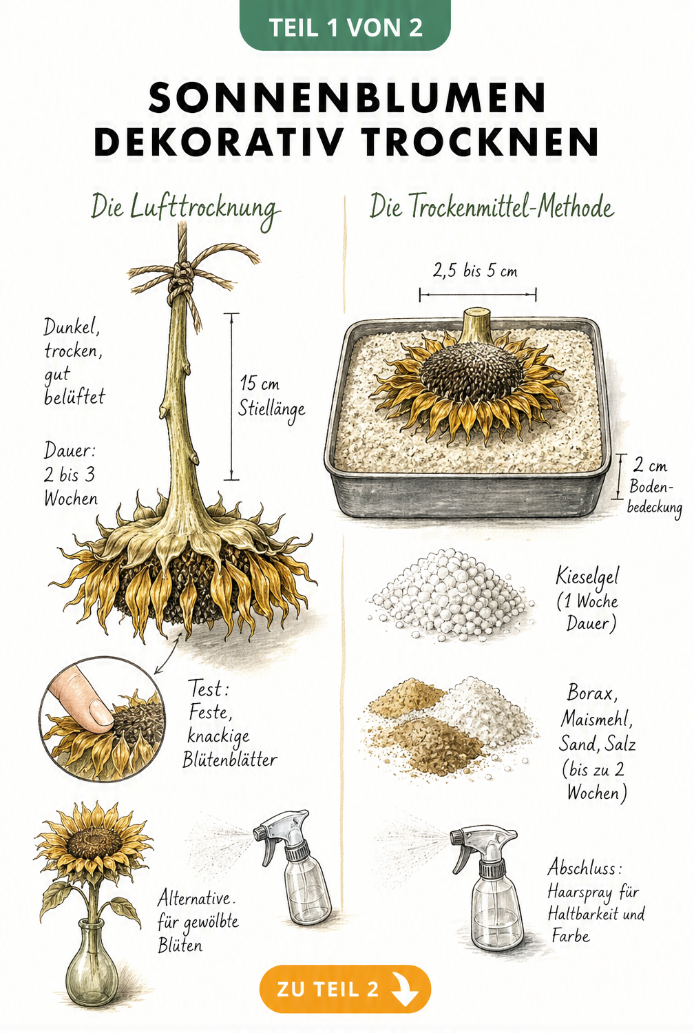 Illustration der Lufttrocknung und Trockenmittel-Methode für Sonnenblumen
