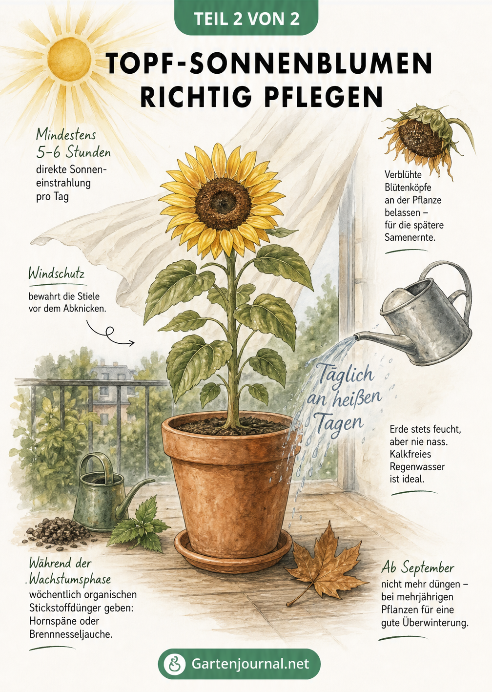 Blühende Sonnenblume auf einem Balkon mit Hinweisen zu Sonne, Windschutz, Gießen und Düngen