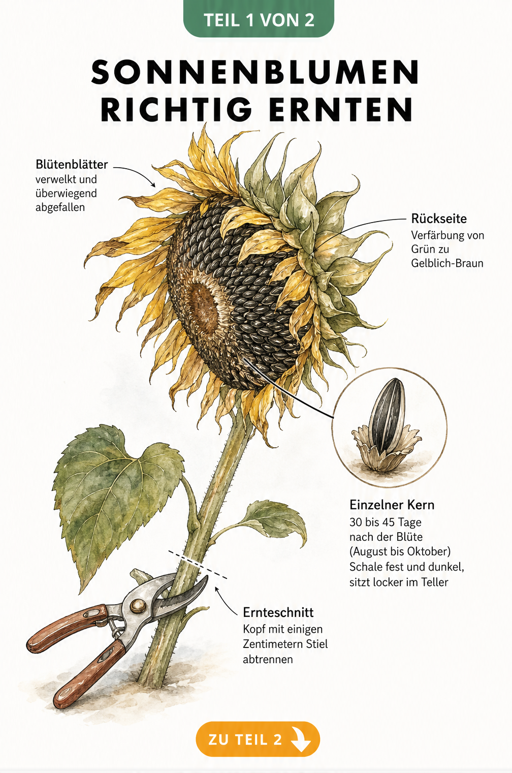 Botanische Illustration eines Sonnenblumenkopfes mit Details zur Reife der Kerne und dem richtigen Ernteschnitt