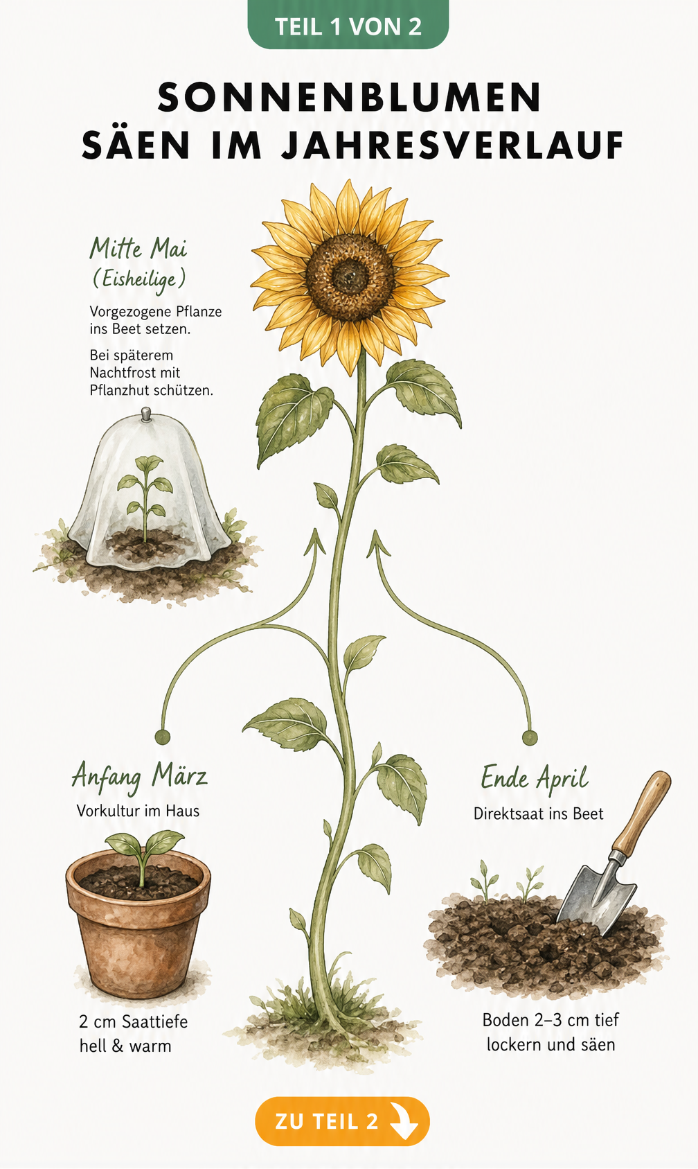 Illustration des Jahresverlaufs für die Aussaat von Sonnenblumen: Vorkultur im Haus ab März und Direktsaat im Freiland ab Ende April.
