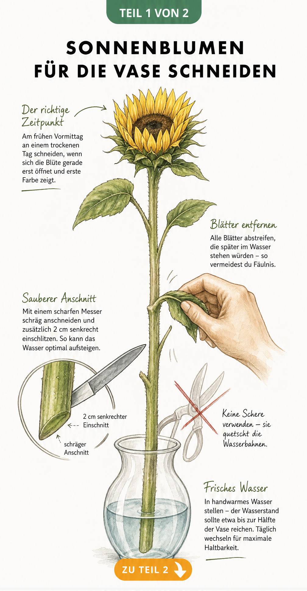 Botanische Illustration einer Sonnenblume mit Anleitung zum richtigen Anschnitt und Entfernen der unteren Blätter für die Vase.
