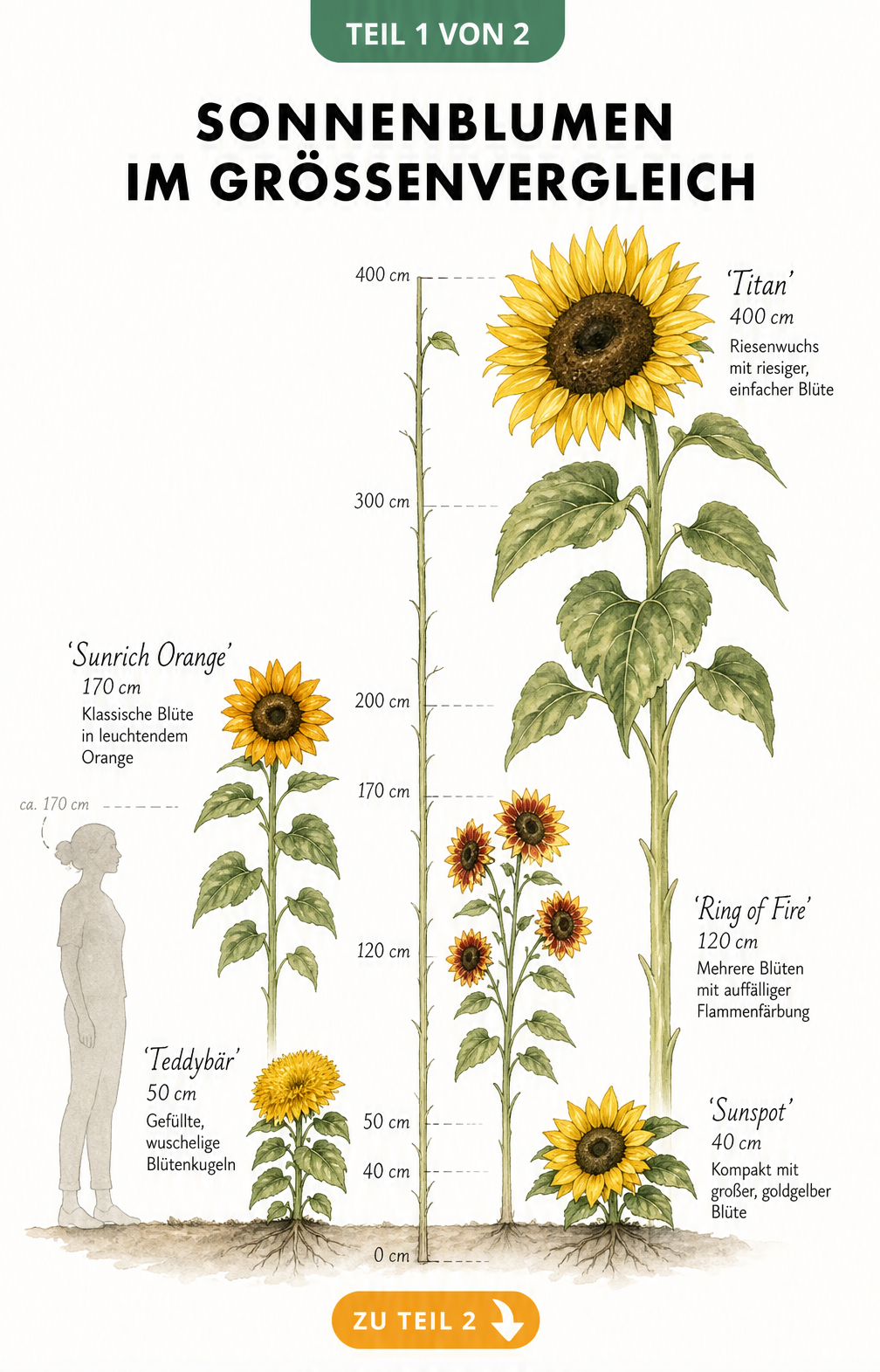 Aquarell-Illustration von fünf Sonnenblumensorten im Größenvergleich von 40 cm bis 400 cm mit menschlicher Silhouette als Maßstab