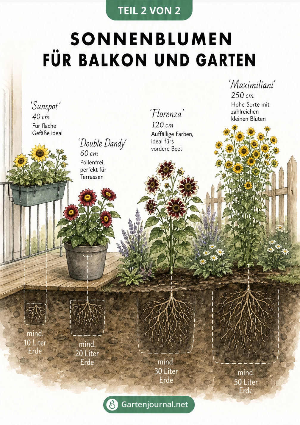 Gartenplanungsskizze, die kleine Sonnenblumen auf dem Balkon und große Sorten im Gartenbeet zeigt