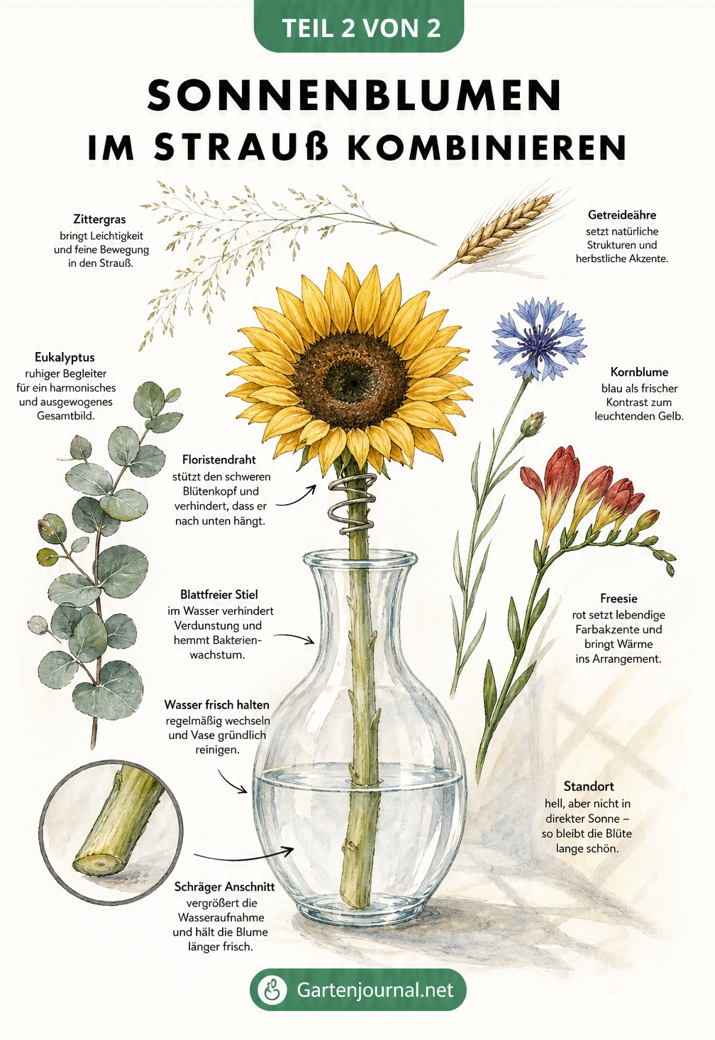 Skizze einer Sonnenblume in einer Glasvase mit Begleitpflanzen wie Eukalyptus, Kornblume und Freesie sowie Pflegetipps für Schnittblumen.