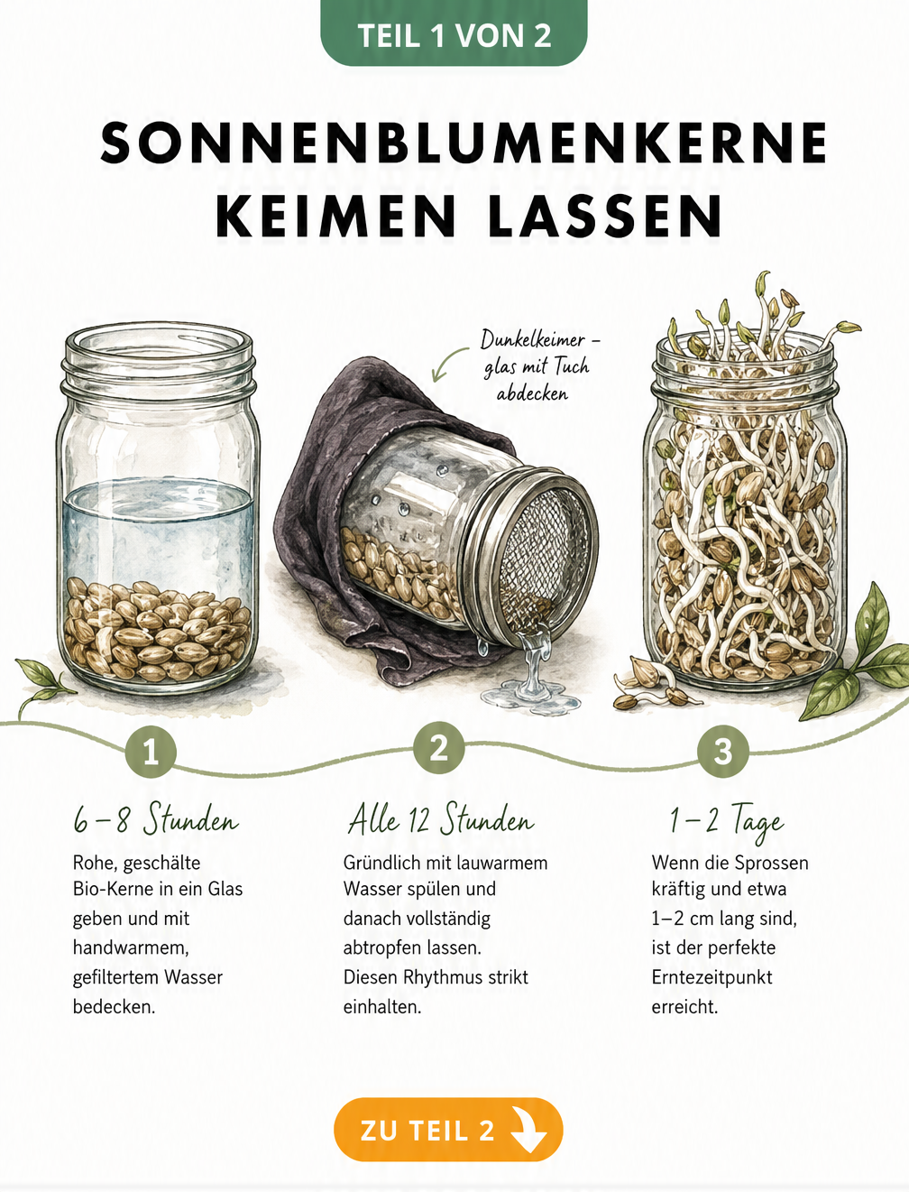 Illustration des Keimprozesses von Sonnenblumenkernen im Einmachglas mit Zeitangaben
