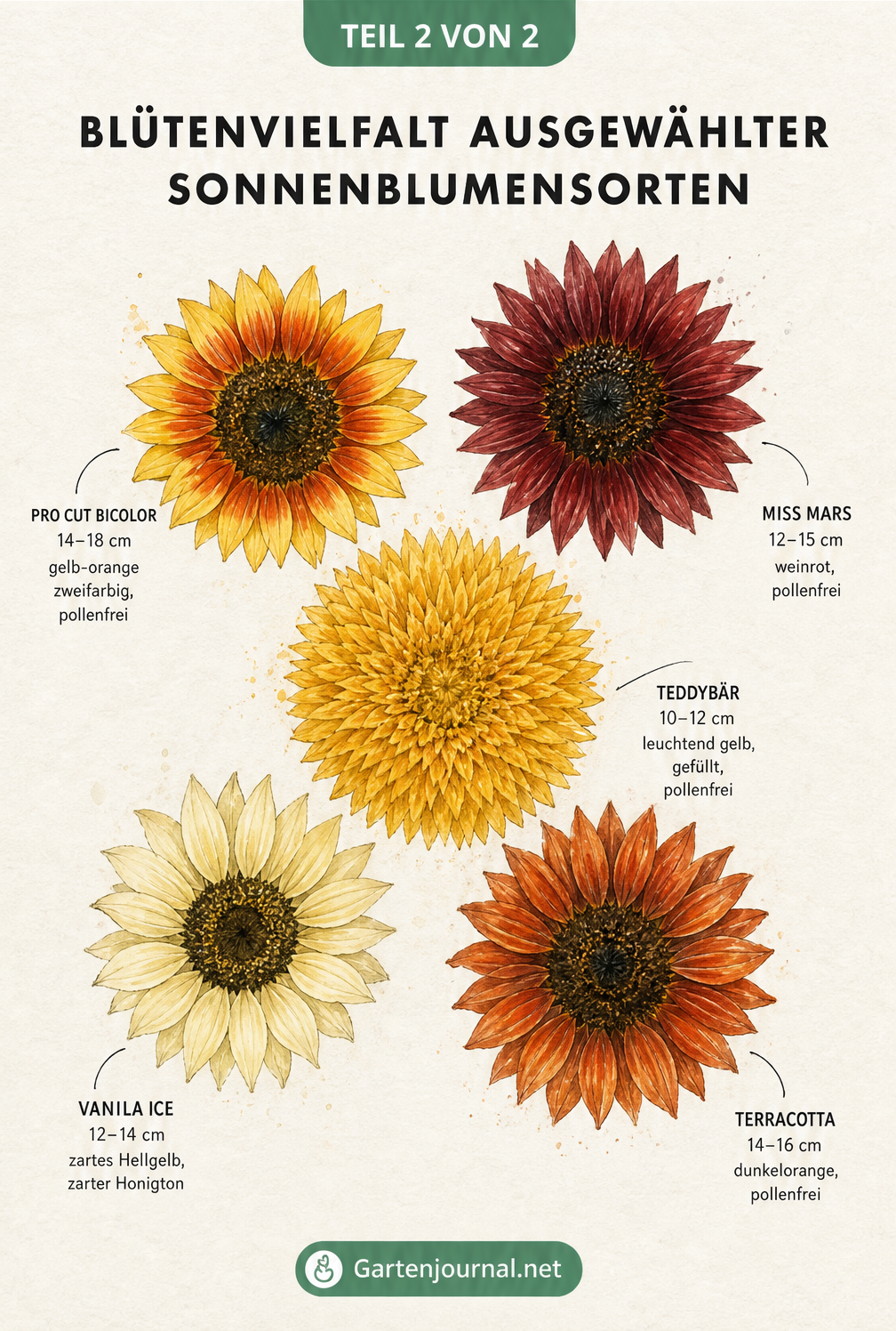 Botanische Zeichnung von fünf Sonnenblumenblüten in verschiedenen Farben wie Gelb, Weinrot und Dunkelorange