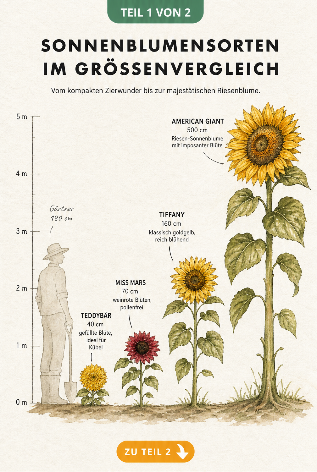Illustration von vier Sonnenblumensorten im Größenvergleich mit einer Maßskala bis fünf Meter