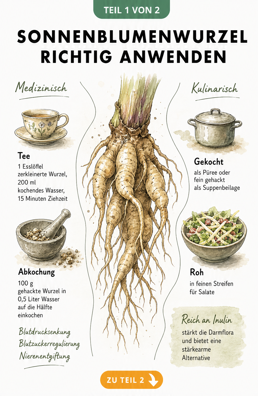 Botanische Illustration einer Sonnenblumenwurzel mit Zubereitungshinweisen für Tee und Abkochung sowie kulinarischen Tipps