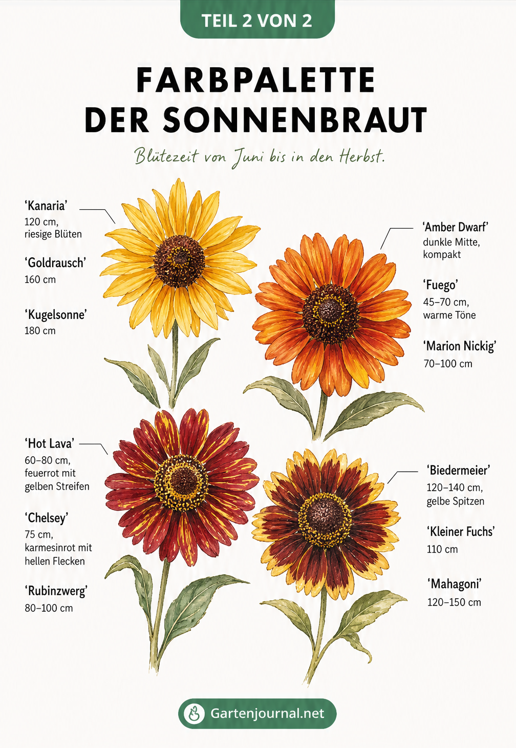 Botanische Illustration von vier Sonnenbraut-Blüten in Gelb, Orange, Rot und Braun mit passenden Sortenempfehlungen