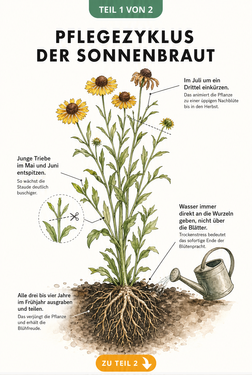 Botanische Illustration einer blühenden Sonnenbraut mit Pflegehinweisen zu Schnitt, Gießen und Teilen