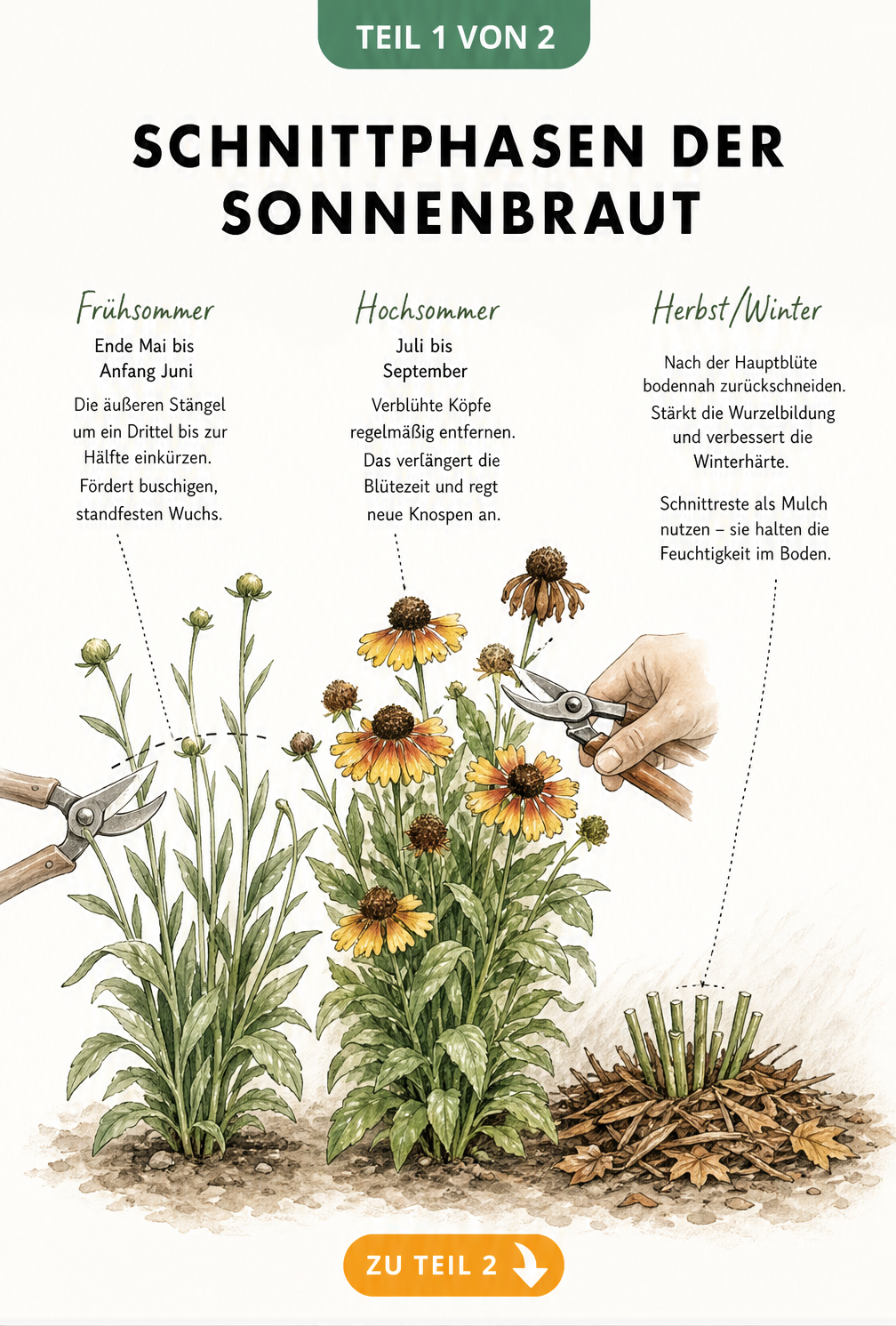 Illustration der drei Schnittphasen einer Sonnenbraut im Frühsommer, Hochsommer und Herbst