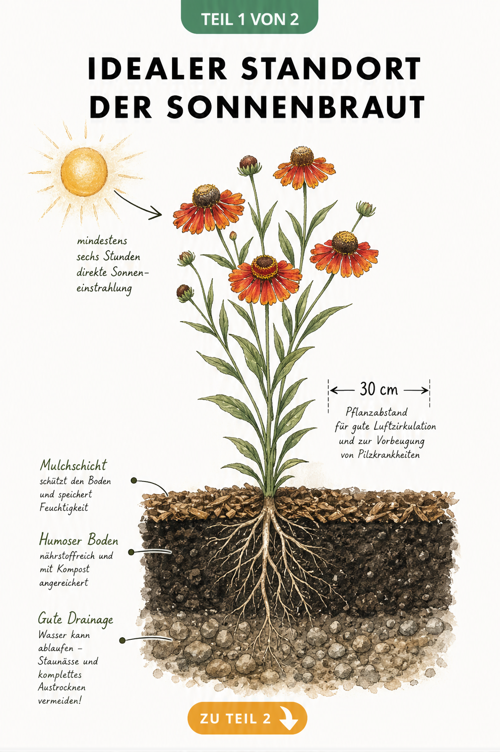 Botanische Schnittzeichnung der Sonnenbraut mit Wurzeln, Erdschichten und Sonneneinstrahlung