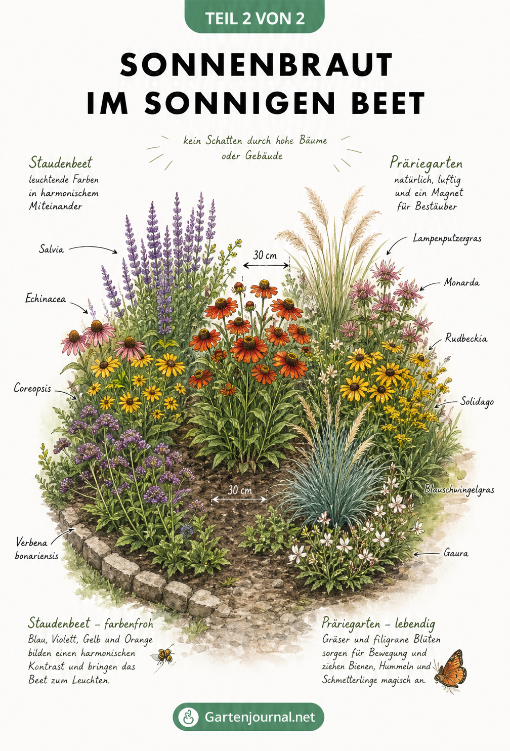 Isometrische Illustration eines Gartenbeets mit Sonnenbraut, Stauden und Präriegräsern