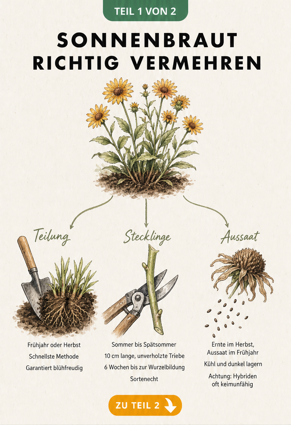 Botanische Illustration der Sonnenbraut mit drei Vermehrungsmethoden: Teilung, Stecklinge und Aussaat