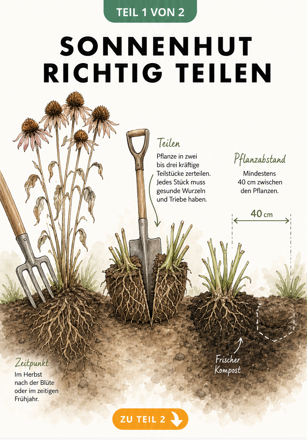 Infografik: Sonnenhut aus Samen ziehen - vom getrockneten Samenstand über die Kälteperiode im Kühlschrank bis zur Aussaat im Topf und Freiland.