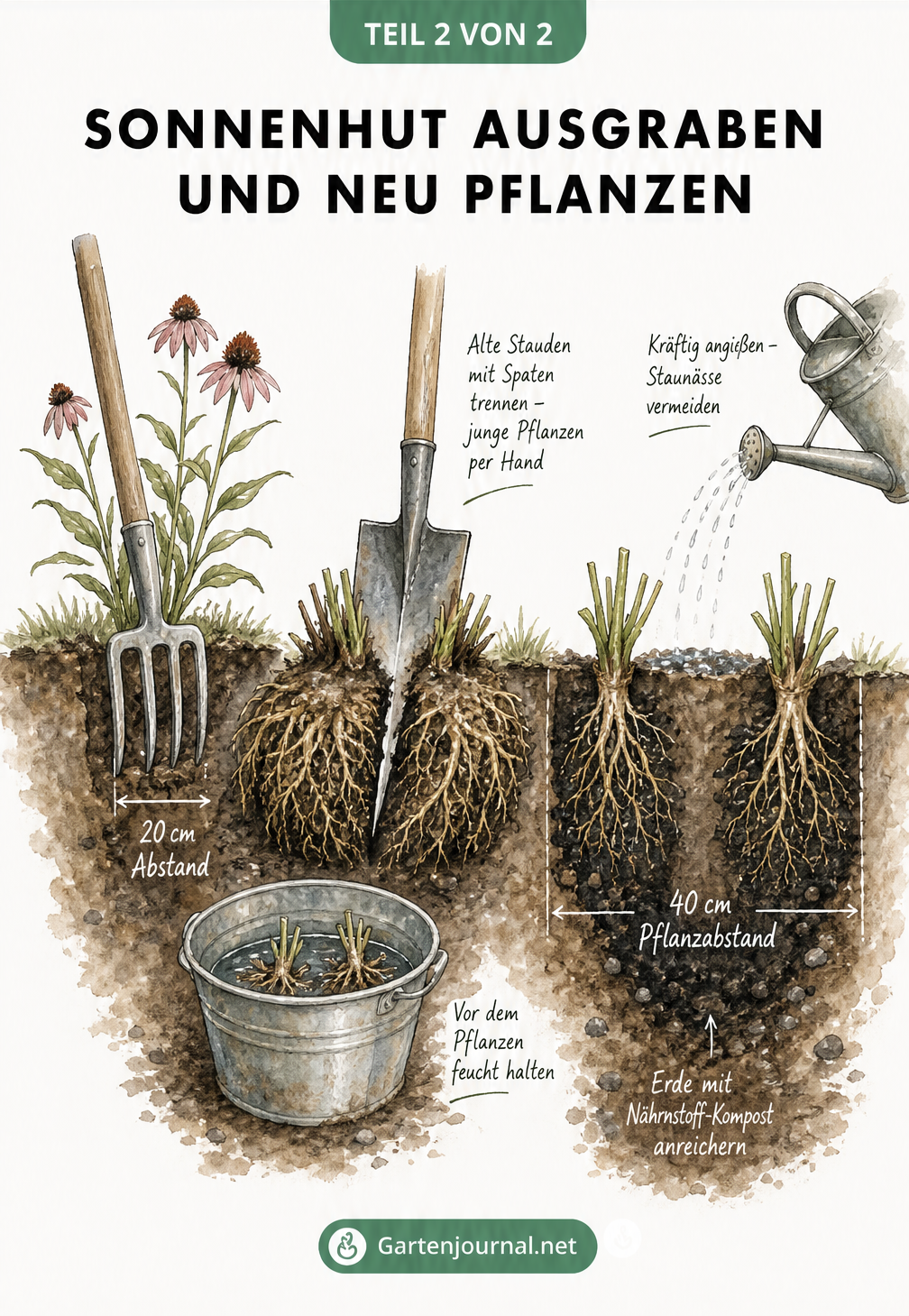 Querschnitt eines Gartenbeets beim Ausgraben und Neupflanzen von Sonnenhut mit Spaten und Gießkanne