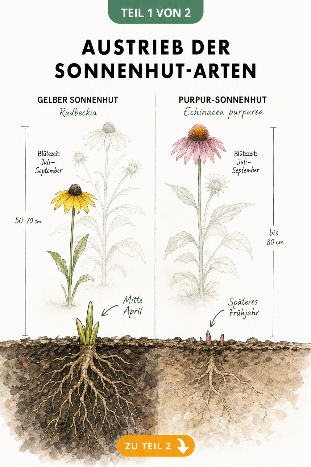 Botanische Illustration des Austriebs von Gelbem Sonnenhut und Purpur-Sonnenhut im Vergleich
