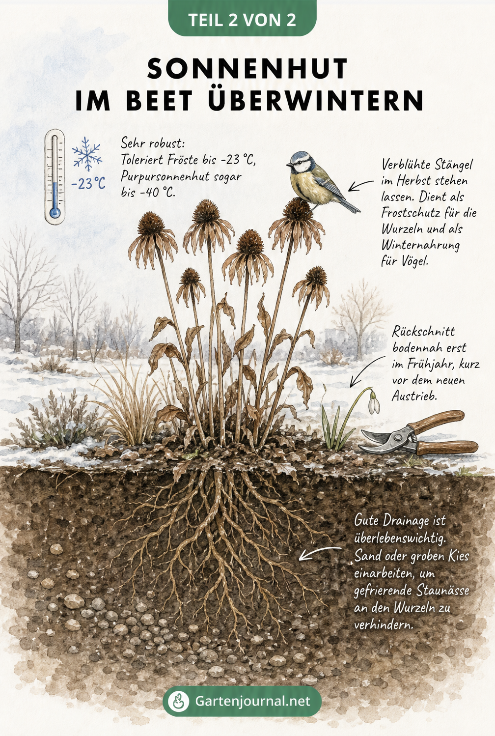 Querschnitt eines winterlichen Gartenbeets mit einem Sonnenhut, der Frost trotzt, und tiefen Wurzeln in gut durchlässiger Erde.