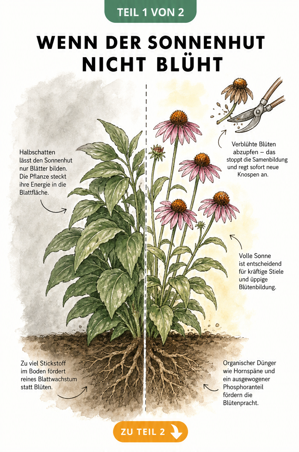 Botanische Illustration eines Sonnenhuts: Links ohne Blüten durch Schatten und Stickstoff, rechts blühend durch Sonne und organischen Dünger.