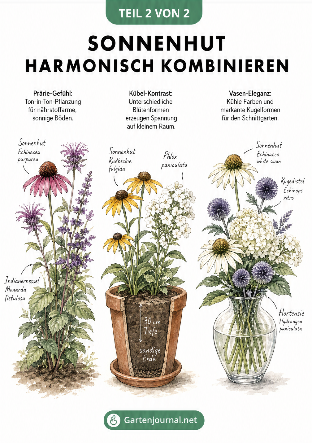 Drei Pflanz-Arrangements mit Sonnenhut: im Beet mit Indianernessel, im Kübel mit Phlox und in der Vase mit Hortensien