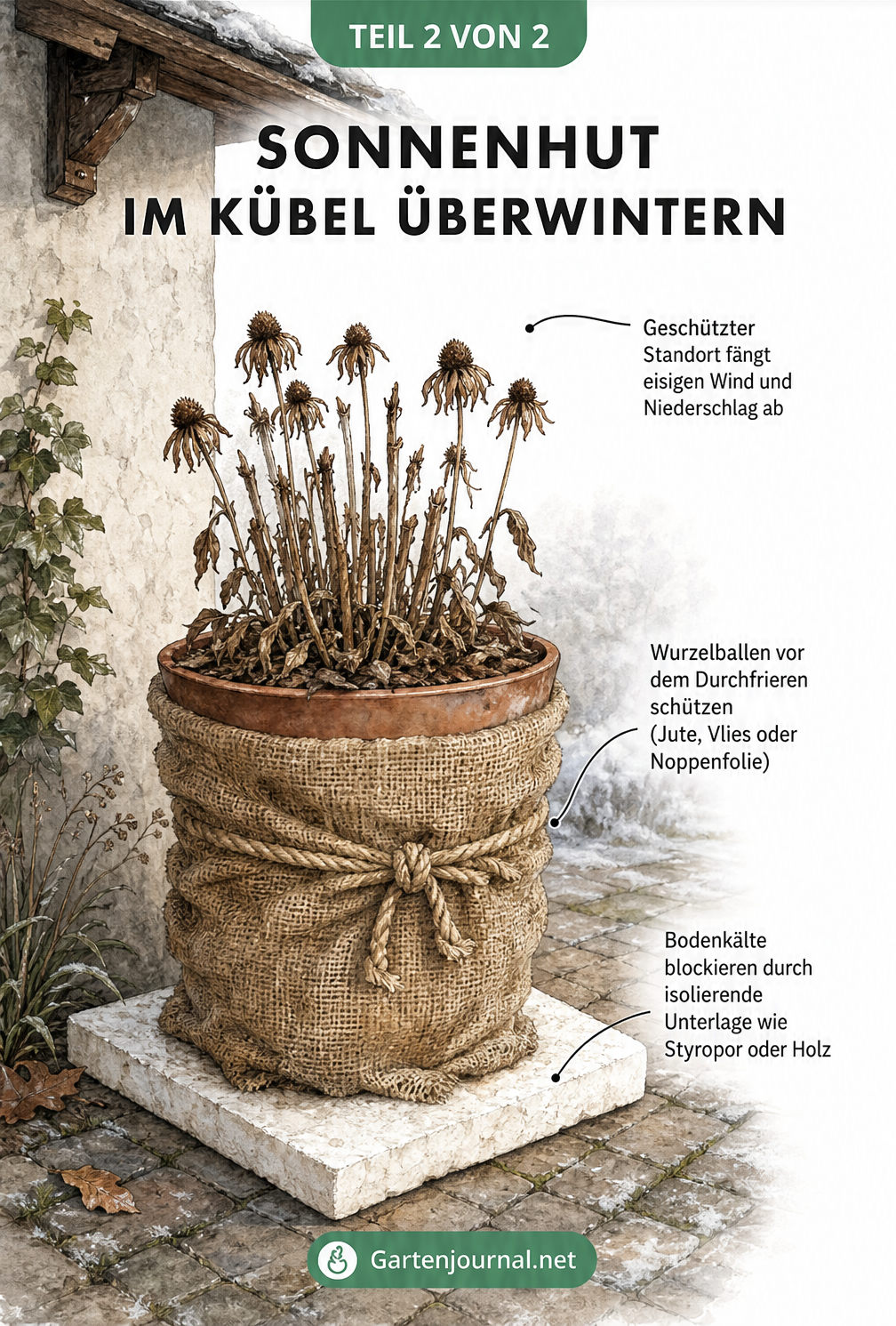 Sonnenhut im Kübel mit Winterschutz aus Jute und isolierender Unterlage an einer Hauswand