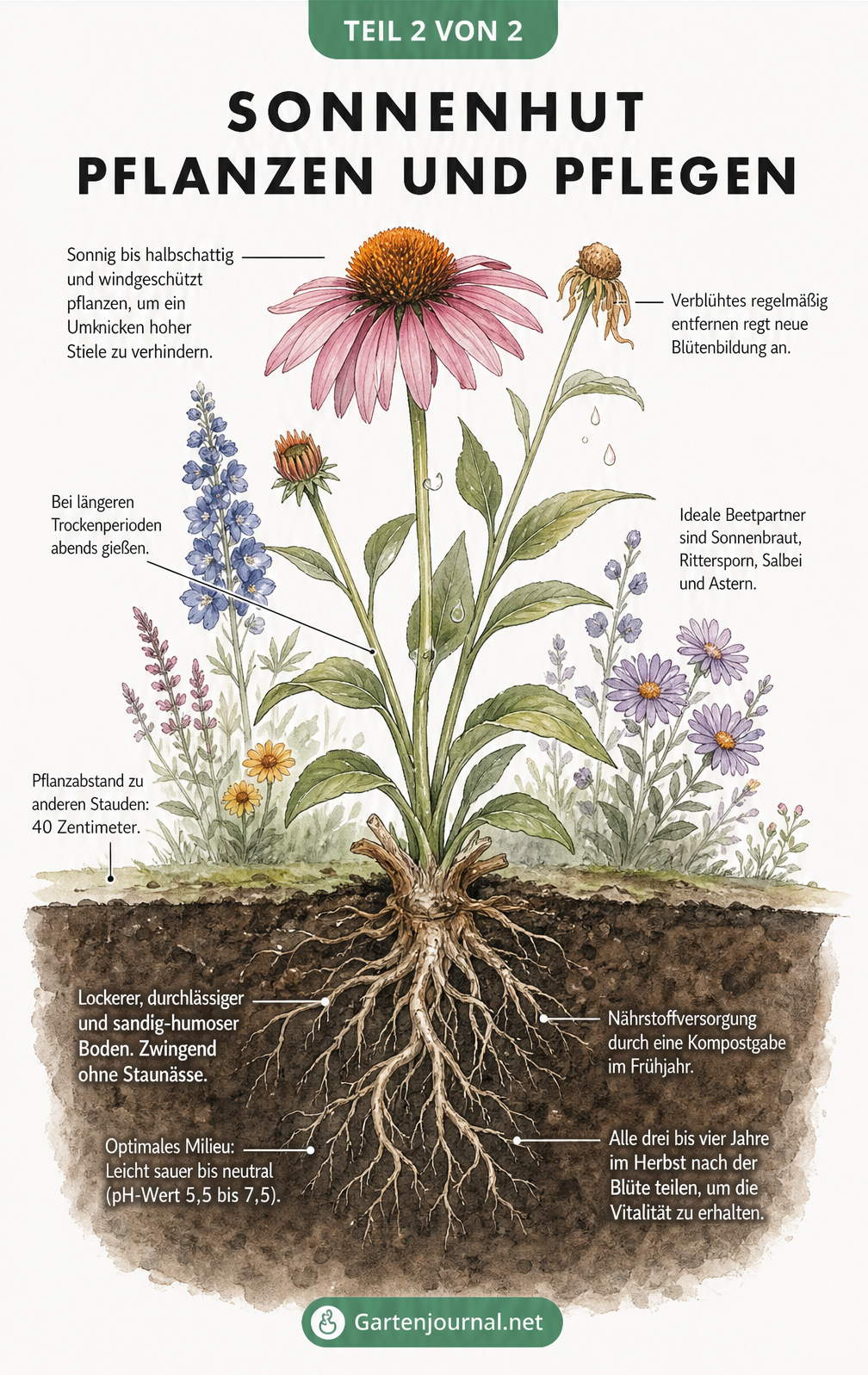 Botanische Illustration eines blühenden Sonnenhuts mit Wurzelballen und Pflegehinweisen