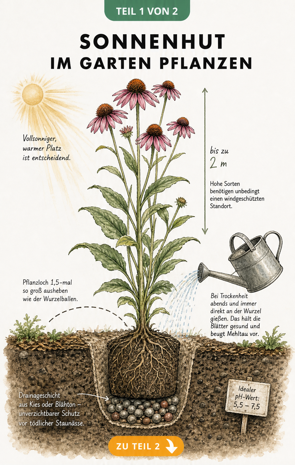 Botanische Querschnitt-Illustration eines blühenden Sonnenhuts im Beet mit Pflanzloch, Drainageschicht und Gießkanne