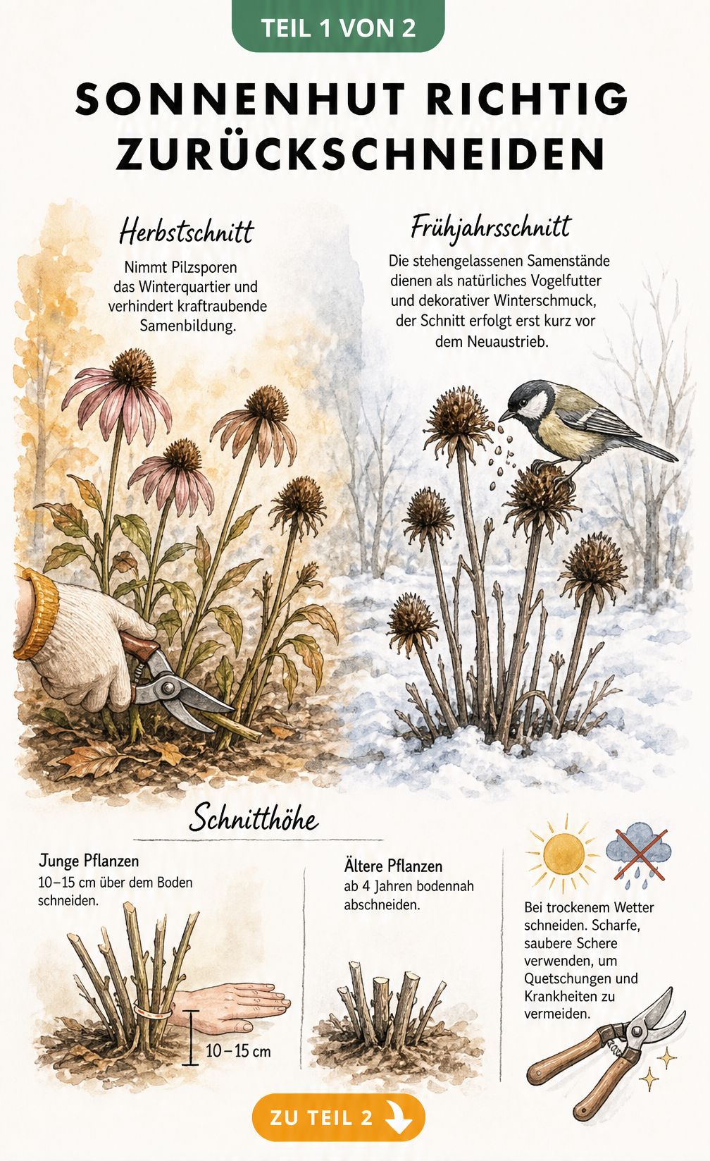 Botanische Illustration zum Rückschnitt von Sonnenhut im Herbst und Frühjahr mit Schnitthöhe