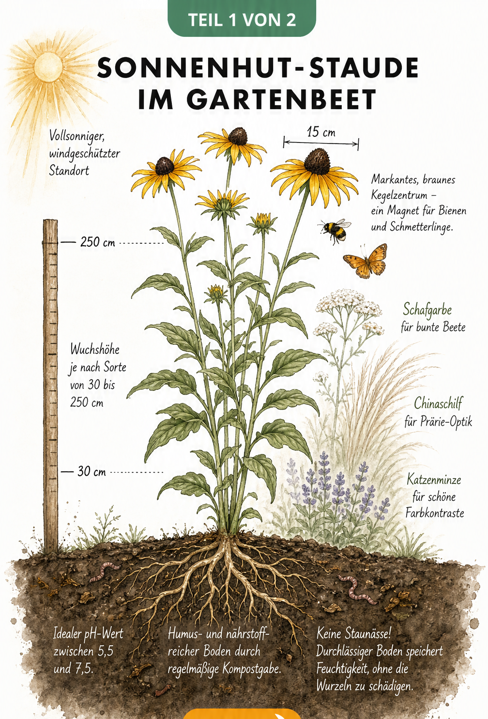 Botanische Illustration einer Sonnenhut-Staude mit Wurzelwerk im Erdschnitt, Messlatte für Wuchshöhe und Hinweisen zu Standort und Boden.