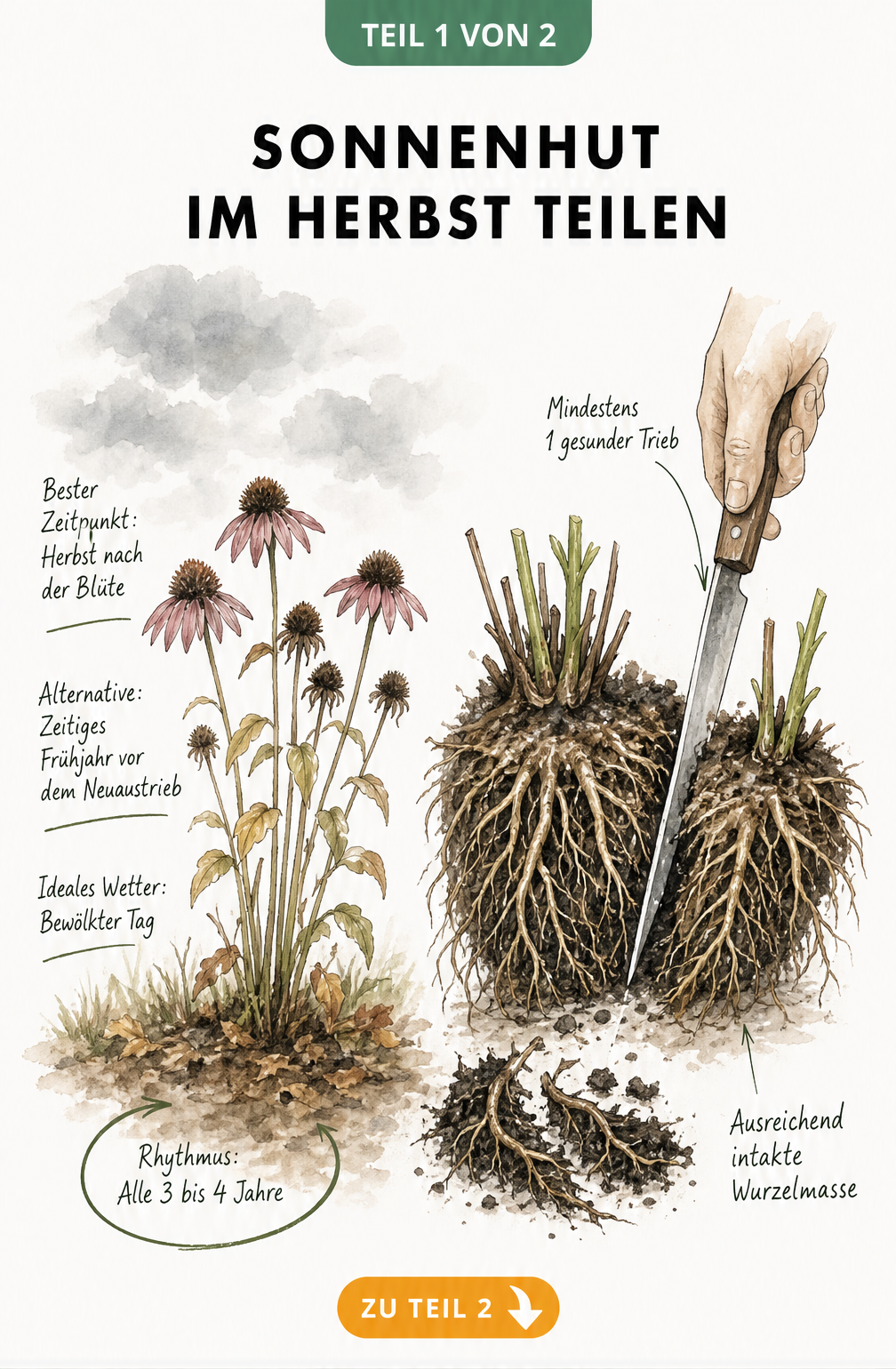 Botanische Illustration zum Teilen von Sonnenhut im Herbst mit Wurzelballen und Schnittführung