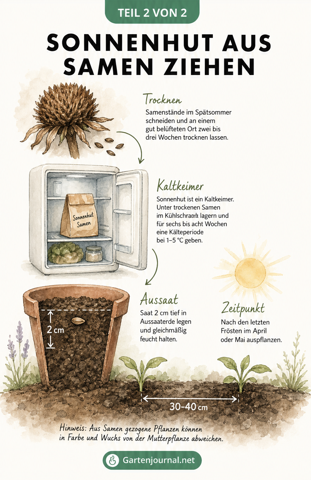 Infografik: Sonnenhut richtig teilen - Ausgraben der Pflanze, Zerteilen des Wurzelballens mit einem Spaten und Einpflanzen der Teilstücke mit Kompost.