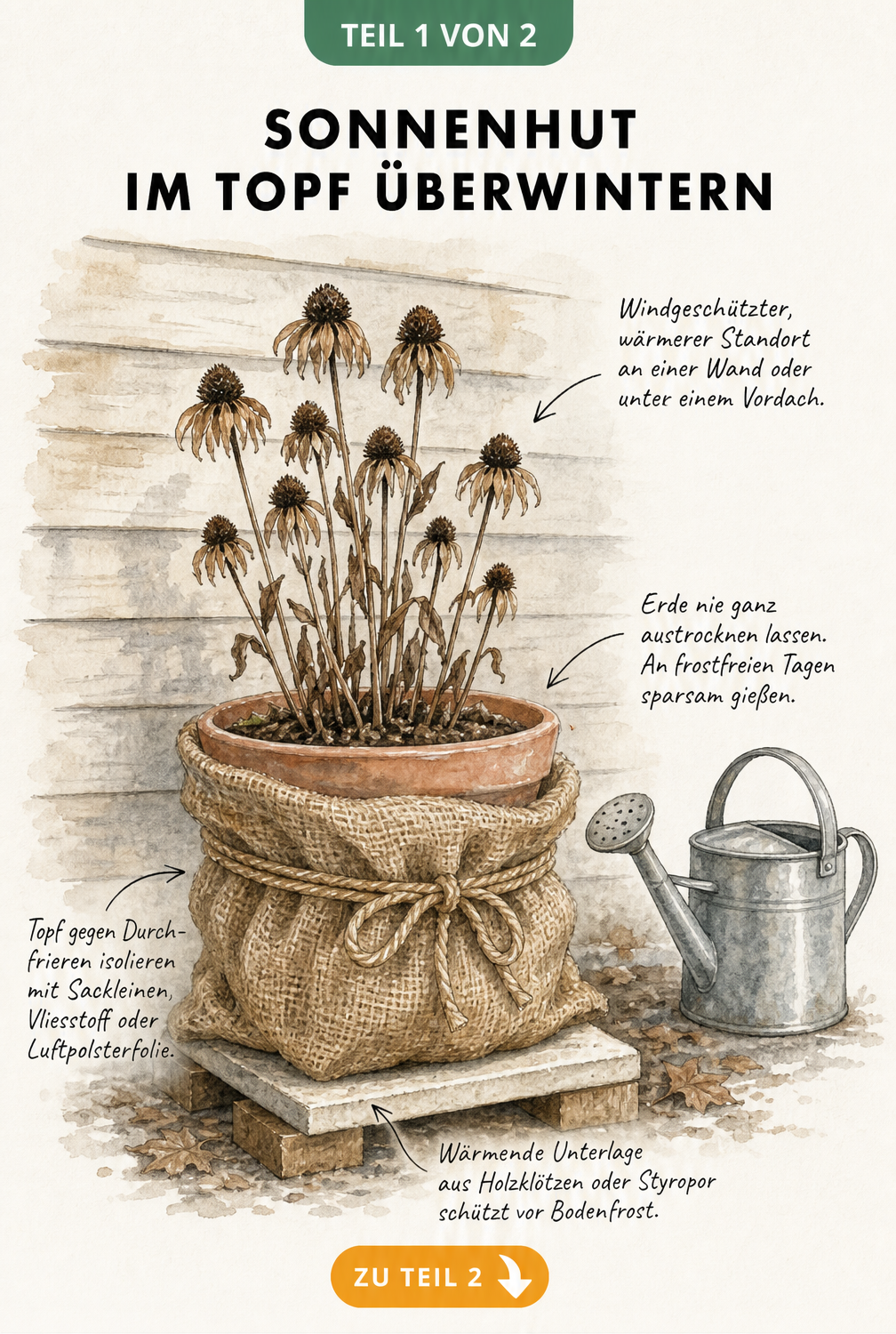 Botanische Illustration eines Sonnenhuts im Topf mit Winterschutzmaßnahmen wie Sackleinen und Holzklötzen vor einer Hauswand.