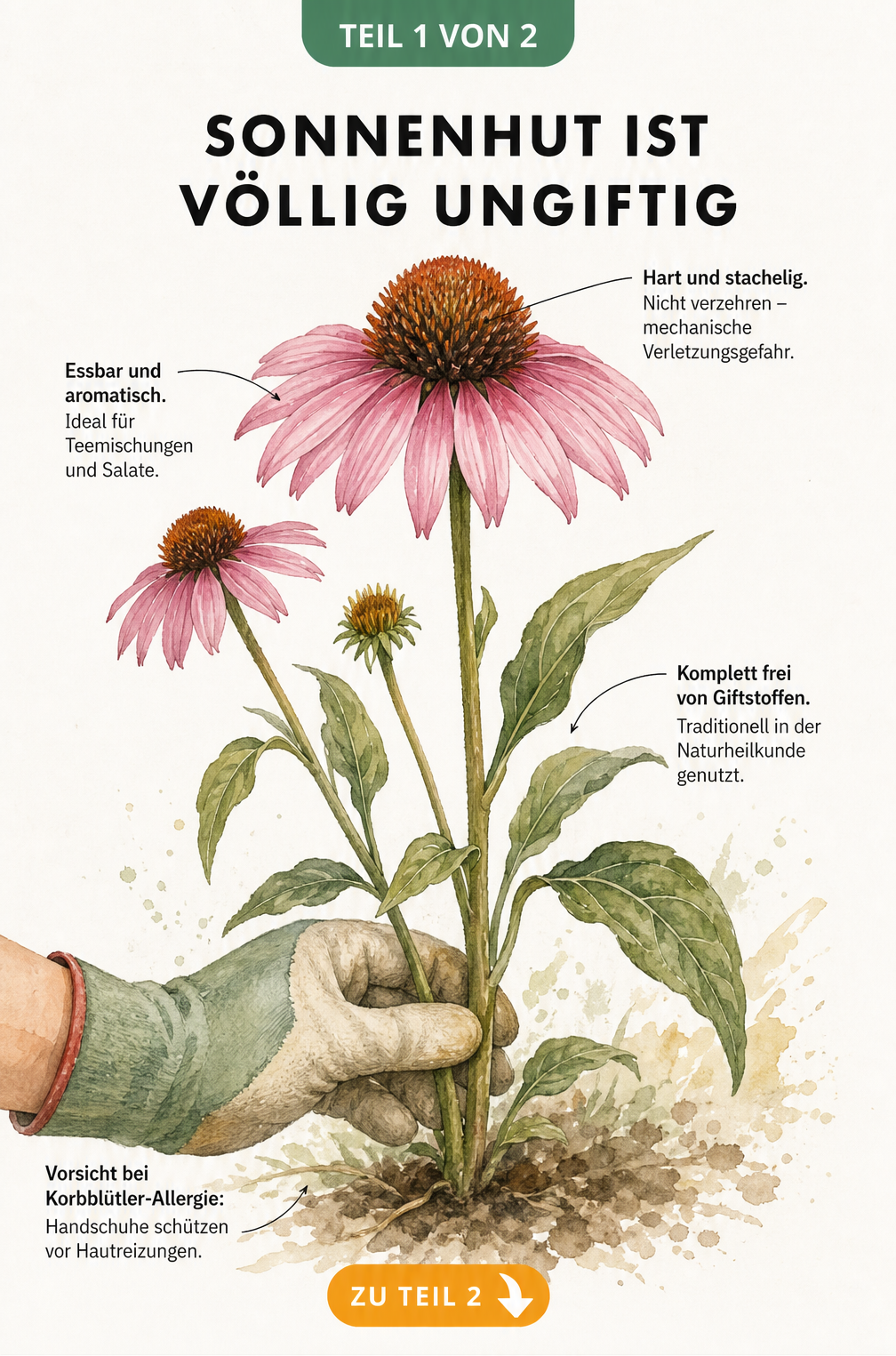 Botanische Illustration eines blühenden Purpursonnenhuts mit Hinweisen zur Ungiftigkeit und Nutzung