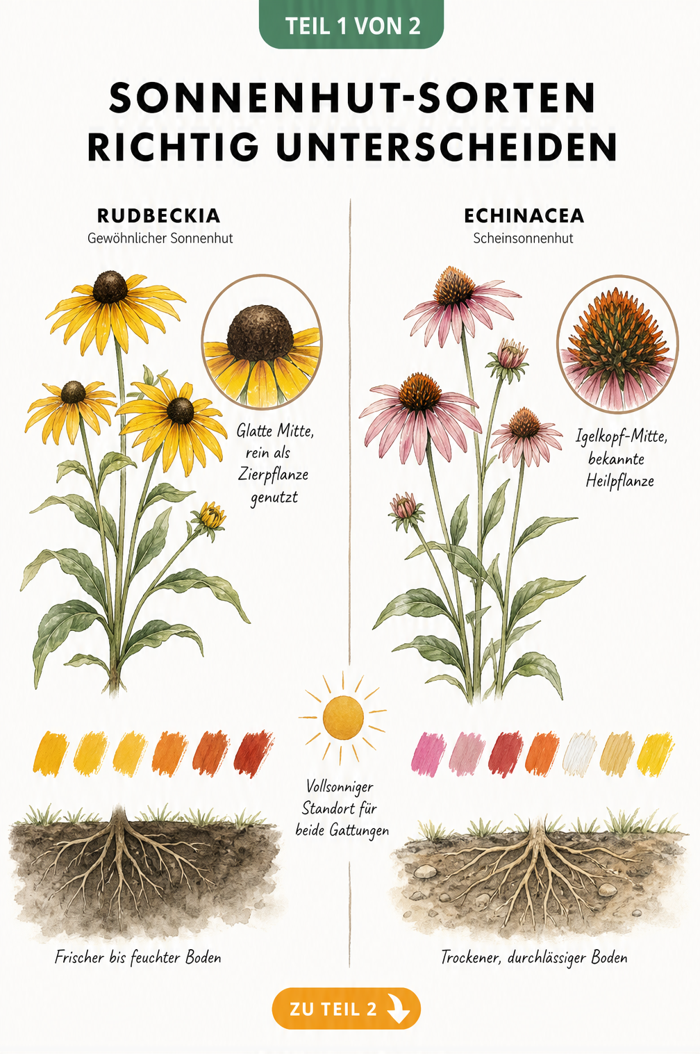 Botanische Gegenüberstellung von Rudbeckia und Echinacea mit Detailzeichnungen der Blütenmitten und Wurzeln