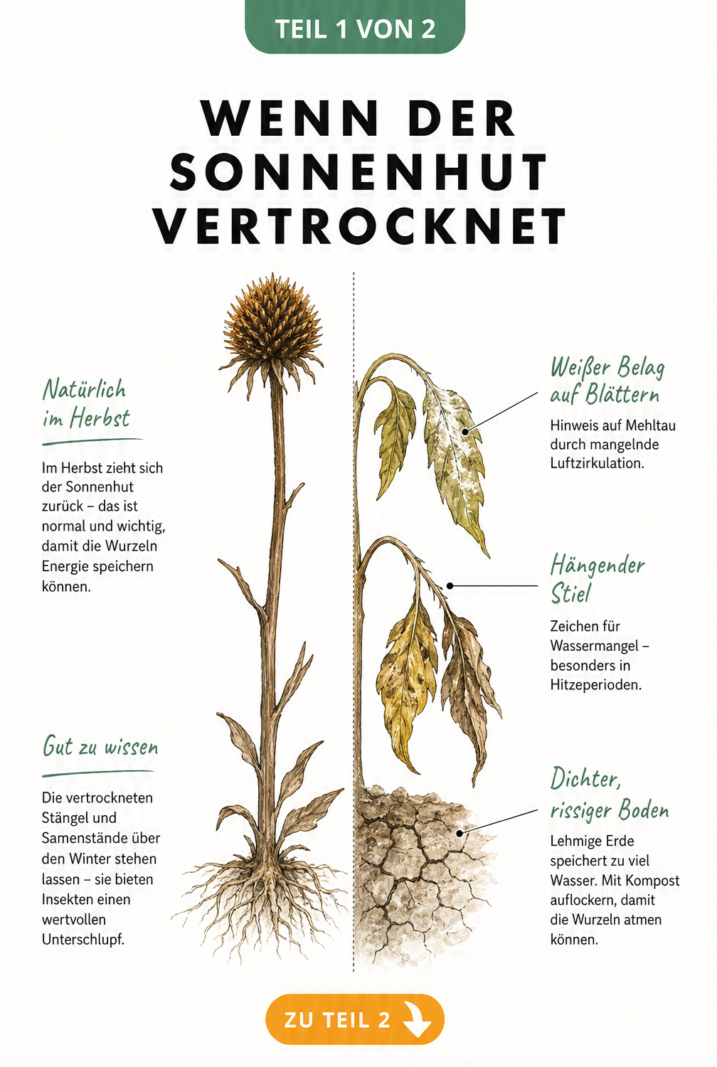 Illustration eines Sonnenhuts, der im Sommer durch Mehltau, Wassermangel und lehmigen Boden vertrocknet, im Vergleich zum natürlichen Rückzug im Herbst.