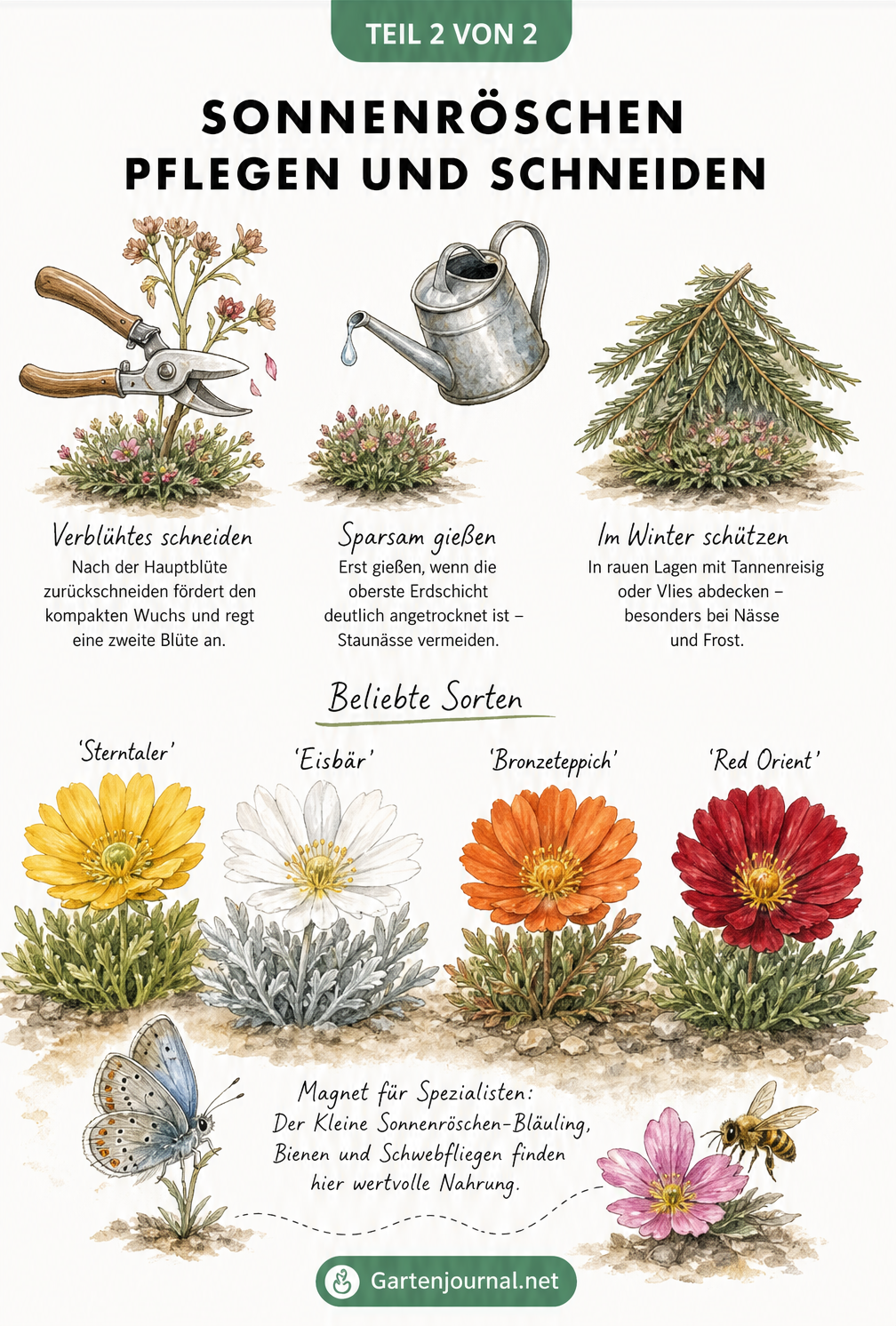 Aquarellierte Illustration zur Pflege von Sonnenröschen mit Gartenschere, Gießkanne, Winterschutz und vier verschiedenen Blütenfarben.