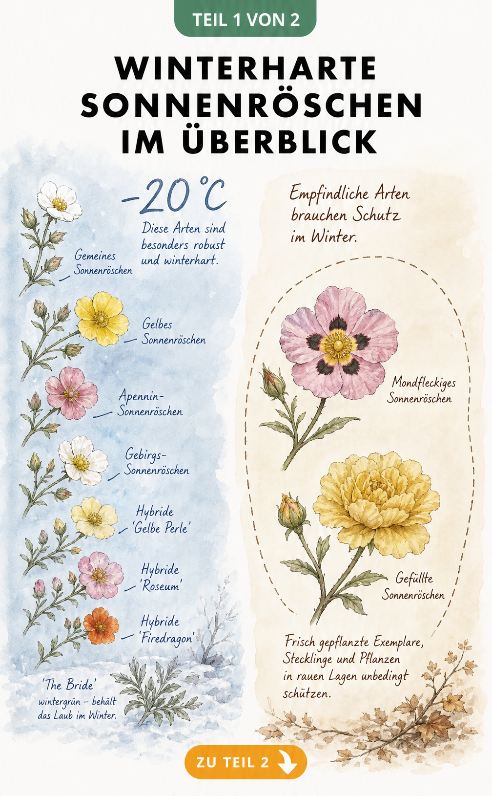 Illustration winterharter und frostempfindlicher Sonnenröschen-Sorten mit Temperaturangaben