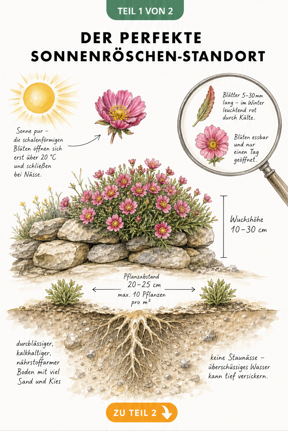 Botanische Querschnitts-Illustration eines Sonnenröschens in einer Trockenmauer mit tiefem Wurzelsystem und Maßangaben zu Wuchshöhe und Pflanzabstand.