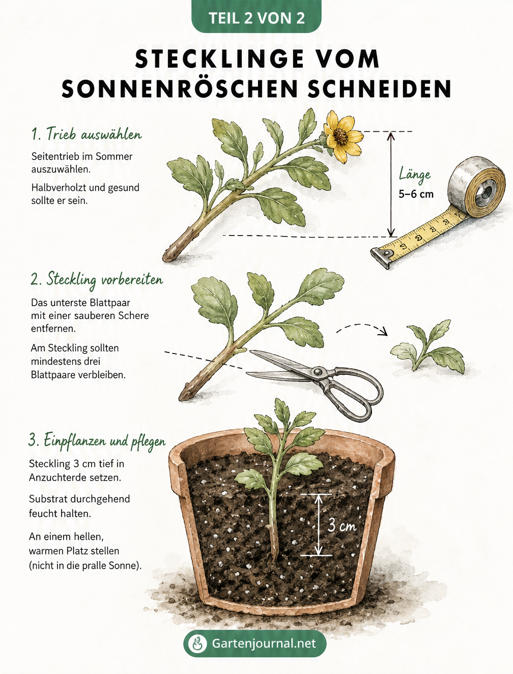 Detaillierte Skizze zum Schneiden und Einpflanzen von Sonnenröschen-Stecklingen im Sommer.