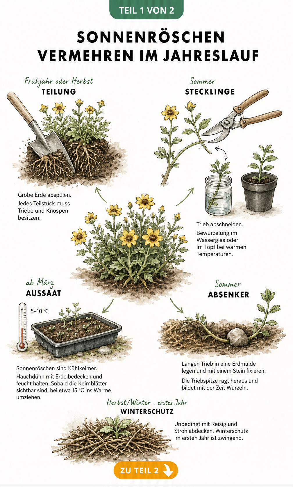 Illustration der vier Vermehrungsmethoden für Sonnenröschen im Jahreslauf: Teilung, Stecklinge, Aussaat und Absenker.