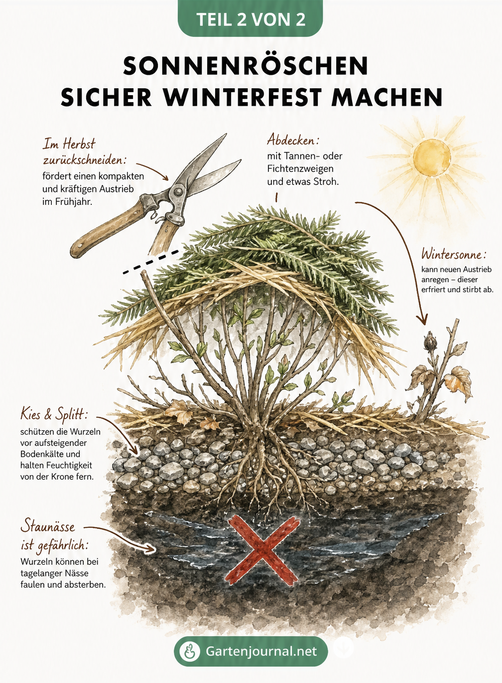Querschnitt-Zeichnung eines Sonnenröschens im Beet mit Winterschutz und Rückschnitt-Markierung
