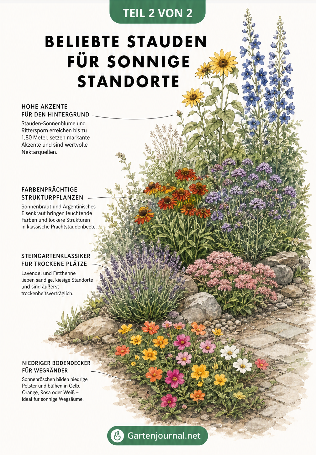 Gestaffeltes Gartenbeet mit Sonnenröschen, Lavendel, Fetthenne, Sonnenbraut und Stauden-Sonnenblume