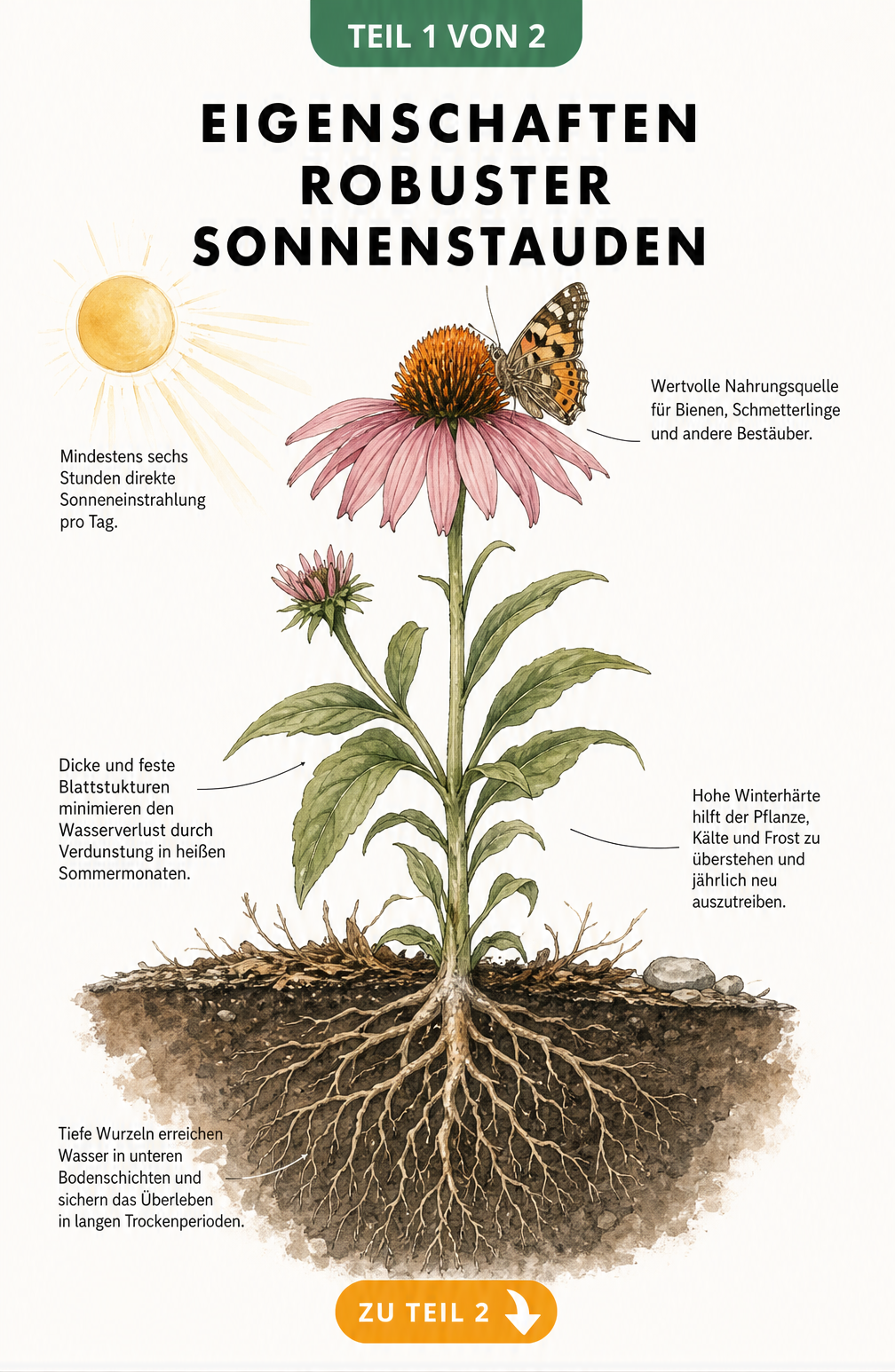 Botanische Illustration einer Sonnenstaude im Querschnitt mit tiefen Wurzeln, dicken Blättern und Blüte